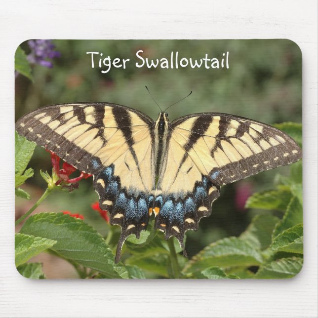 Tiger Swallowtail Musmatta (Framsidan)