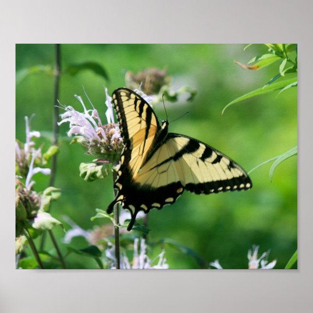 Tiger Swallowtail på Bee Balm Poster (Framsidan)