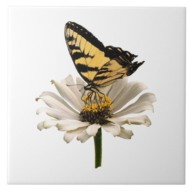 Tiger Swallowtail på vit Zinnia Kakelplatta (Framsidan)