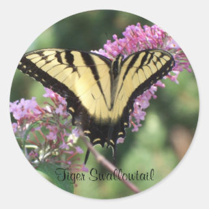 Tiger Swallowtail Runt Klistermärke