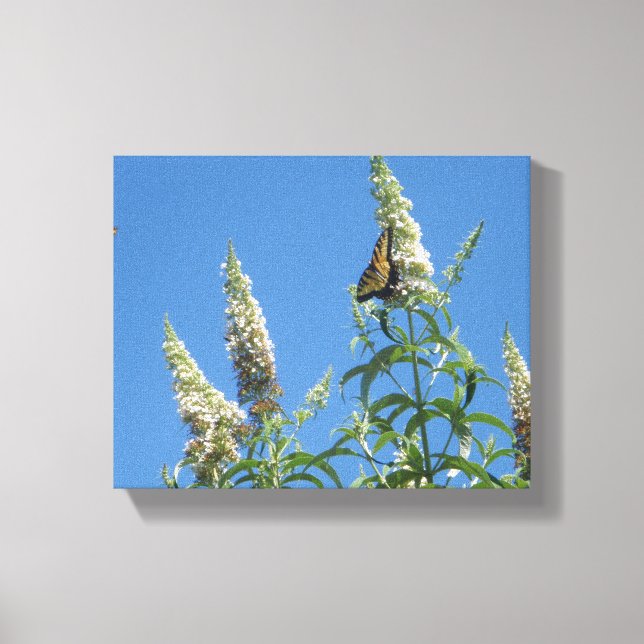 Tiger Swallowtailts on Butterfly Bush Canvastryck (Framsida)