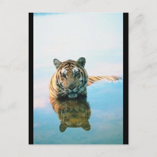 Tiger Swimming Vykort