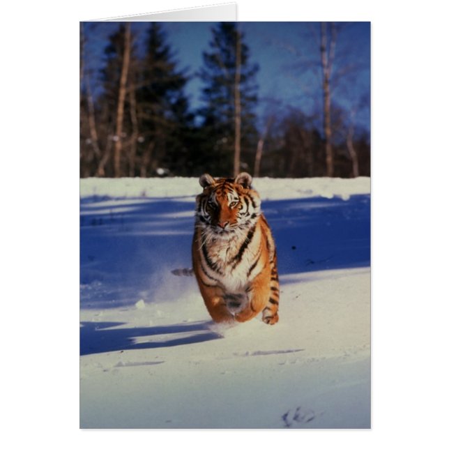 Tiger Tävla över Snö Hälsningskort (Framsidan)