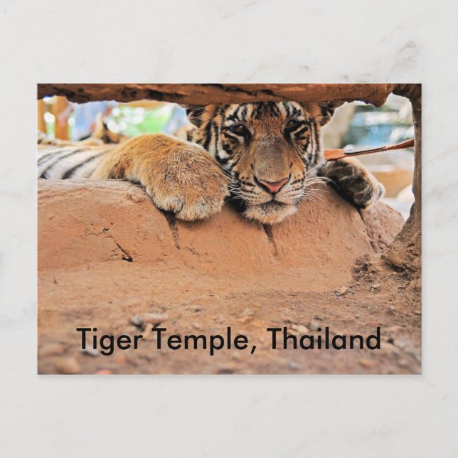 Tiger Temple Vykort (Framsida)