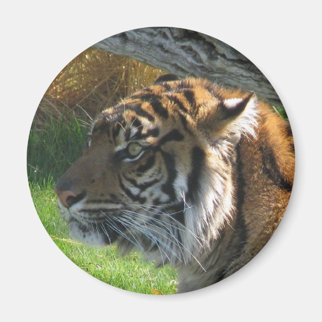 Tiger Tiger Tiger Magnet (Framsidan)