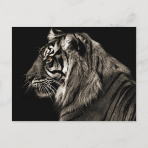 Tiger Tiger Tiger Vykort