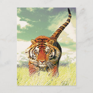 Tiger Tiger! Vykort