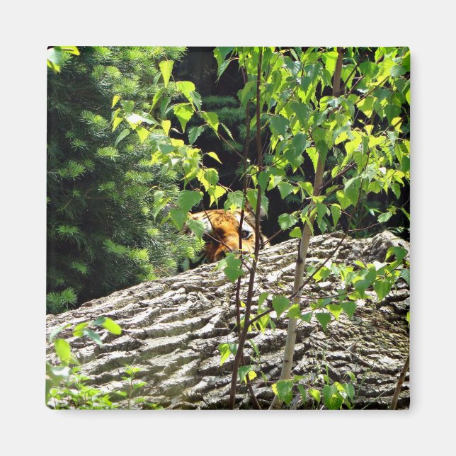Tiger Titta-och-titta Magnet (Framsidan)