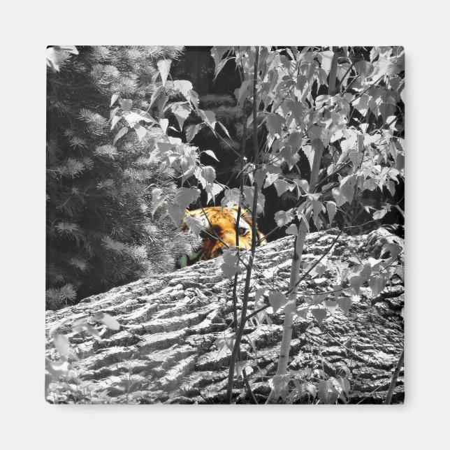 Tiger Titta-och-titta Magnet (Framsidan)