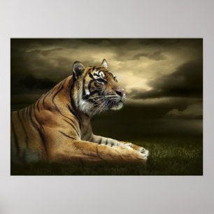 Tiger tittar och sitta under dramatisk himlar poster