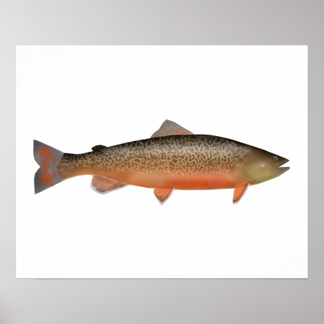 Tiger Trout Poster (Framsidan)