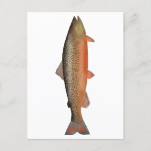 Tiger Trout Vykort