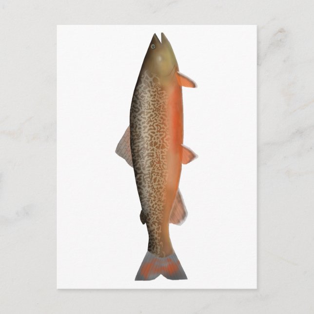 Tiger Trout Vykort (Framsida)