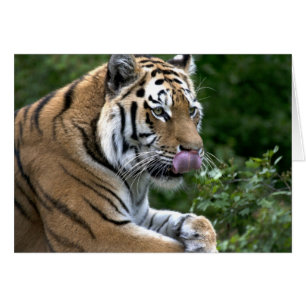 Tiger Tunga Hälsningskort