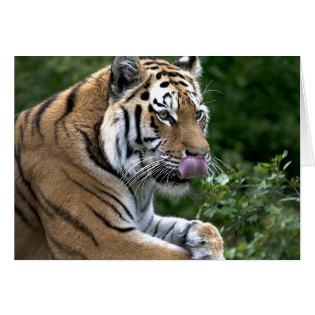 Tiger Tunga Hälsningskort (Framsidan Horizontal)