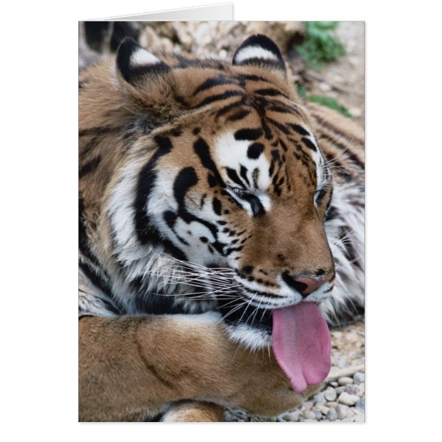 tiger tunga hälsningskort (Framsidan)