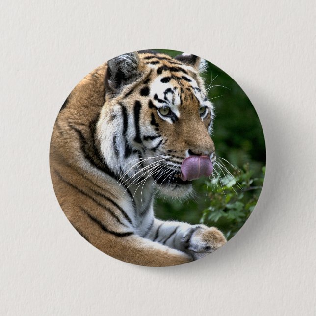 Tiger Tunga Knapp (Framsida)