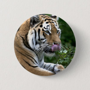 Tiger Tunga Knapp