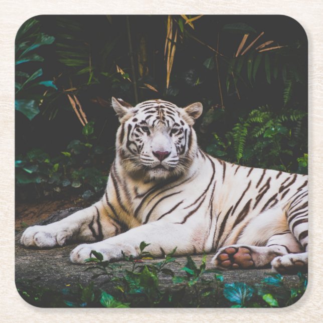 Tiger Underlägg Papper Kvadrat (Framsidan)
