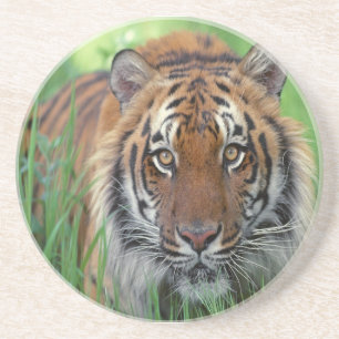 Tiger Underlägg Sandsten