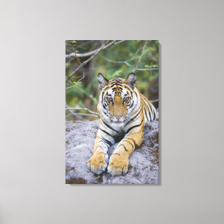 Tiger unge, Bandhavgarh National Park, Indien Canvastryck