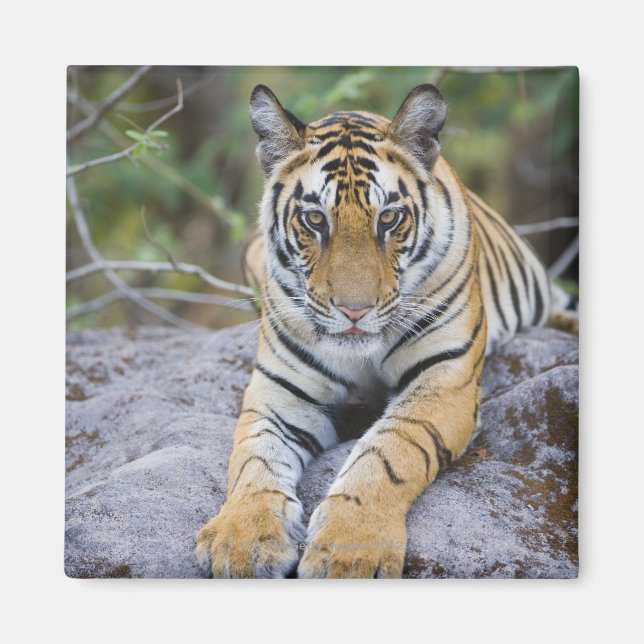 Tiger unge, Bandhavgarh National Park, Indien Magnet (Framsidan)