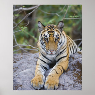 Tiger unge, Bandhavgarh National Park, Indien Poster