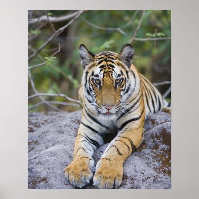 Tiger unge, Bandhavgarh National Park, Indien Poster (Framsidan)