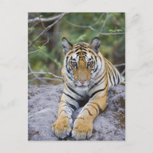 Tiger unge, Bandhavgarh National Park, Indien Vykort