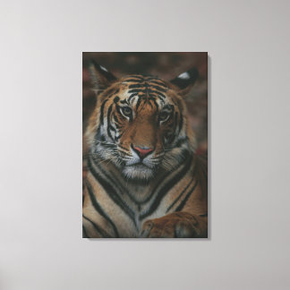 Tiger Unge Canvastryck