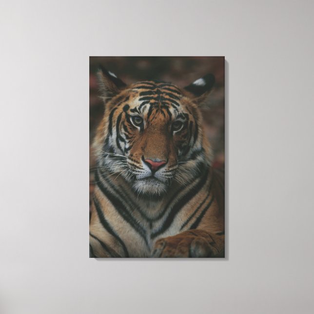 Tiger Unge Canvastryck (Framsida)