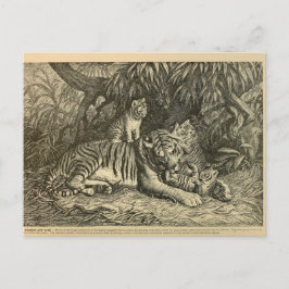 Tiger Unge Ephemera Vintage Art Vykort