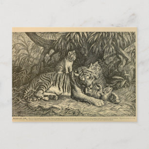 Tiger Unge Ephemera Vintage Art Vykort