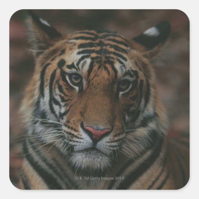 Tiger Unge Fyrkantigt Klistermärke (Framsida)