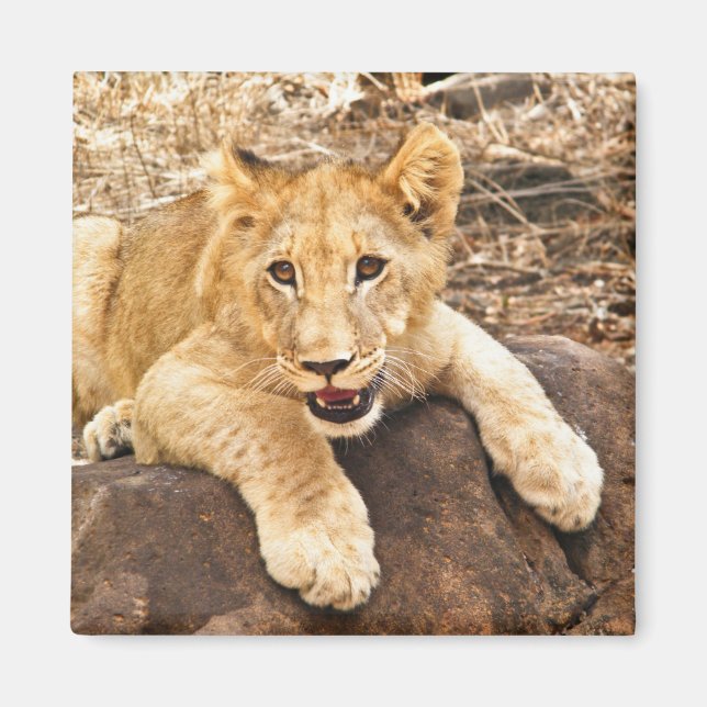 Tiger Unge går sönder vid Sten Magnet (Framsidan)