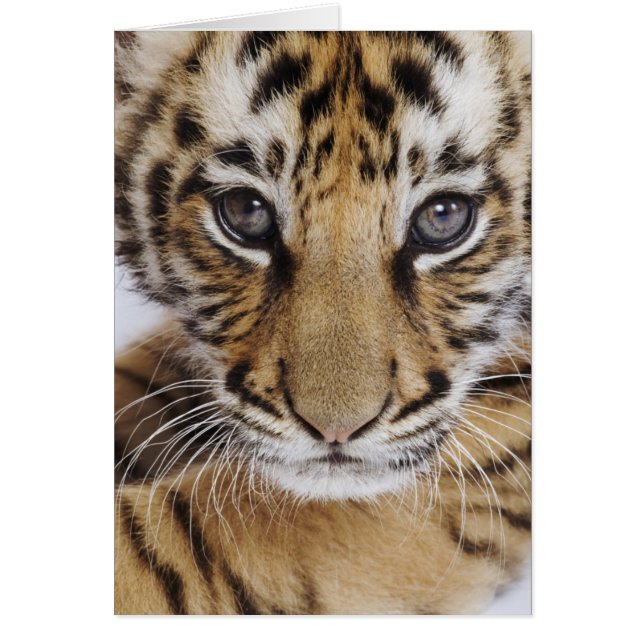 Tiger Unge Hälsningskort (Framsidan)