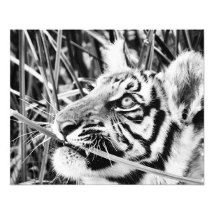 Tiger Unge i Grass Fototryck