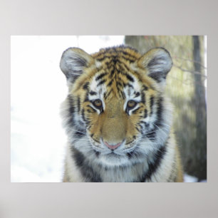 Tiger Unge i Snö nära Porträtt Poster
