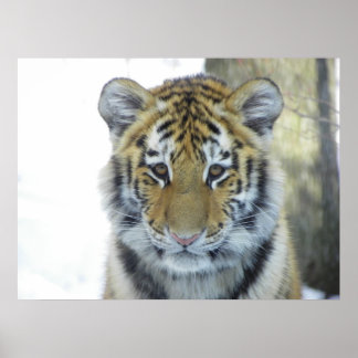 Tiger Unge i Snö nära Porträtt Poster