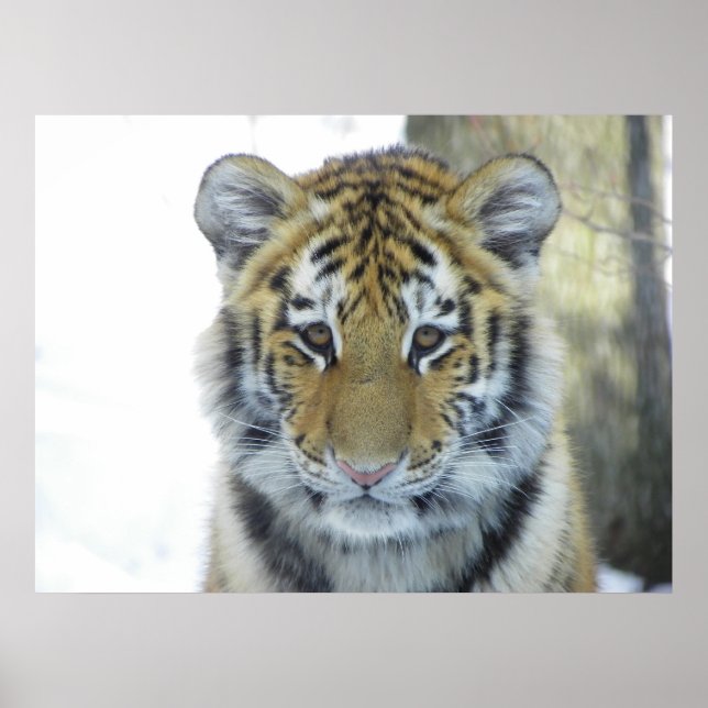 Tiger Unge i Snö nära Porträtt Poster (Framsidan)