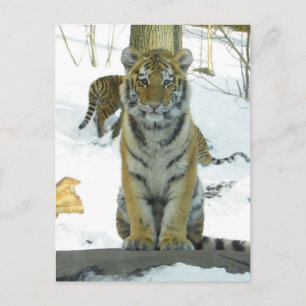 Tiger Unge i Snö Porträtt Vykort