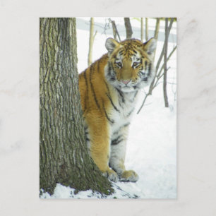 Tiger Unge i Snö vid pekting runt Träd Vykort