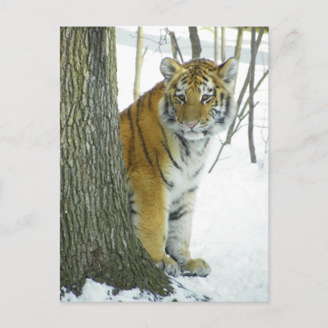Tiger Unge i Snö vid pekting runt Träd Vykort (Framsida)