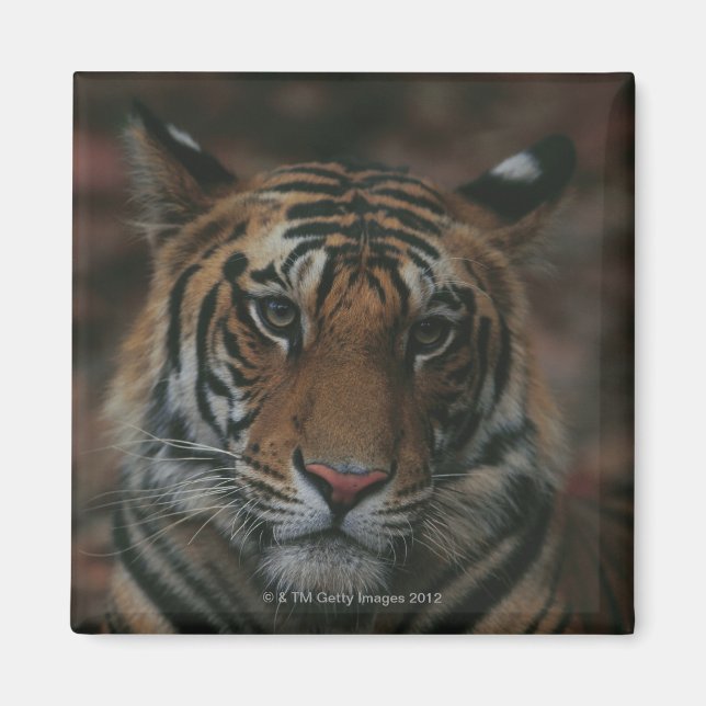 Tiger Unge Magnet (Framsidan)