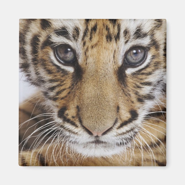 Tiger Unge Magnet (Framsidan)