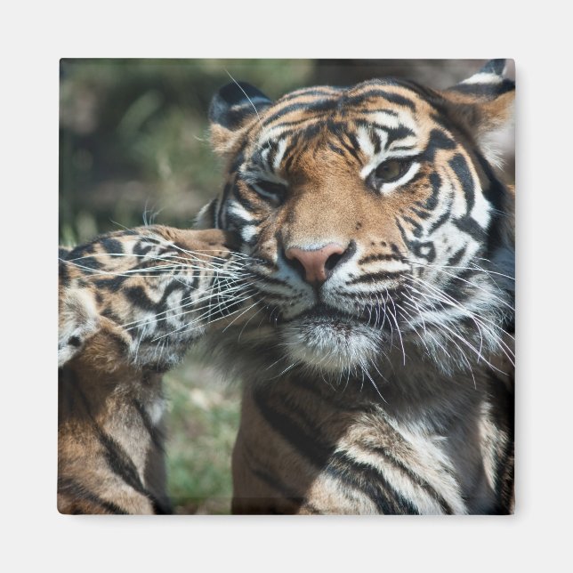Tiger unge magnet (Framsidan)