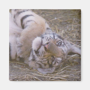 Tiger unge magnet