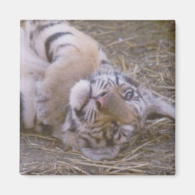 Tiger unge magnet (Framsidan)