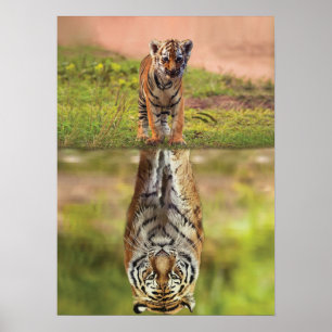 Tiger Unge - Mindset - Vatten Reflection - Success Poster