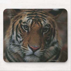 Tiger Unge Musmatta